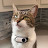 Mr. Kitters the Cat