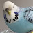 @Googlethebudgie2348