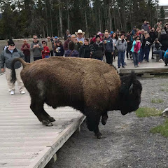 tourons of yellowstone