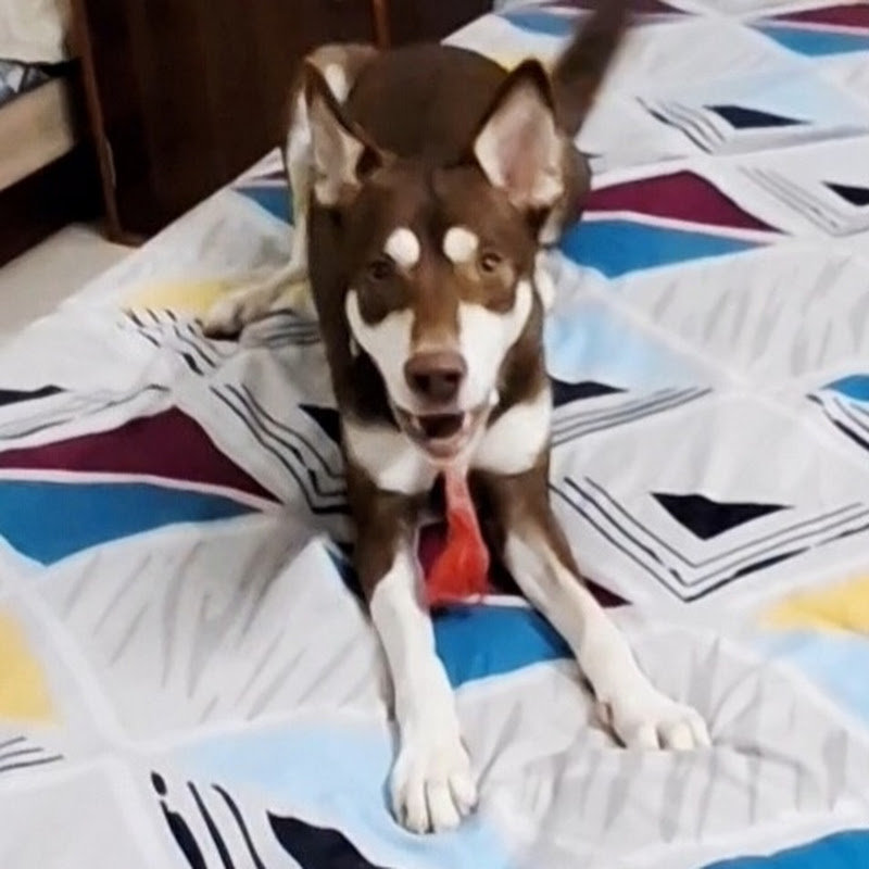 Hire Tugu the Dusky — Veterinary Health Advice YouTube creator for sponsorships