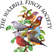 The Waxbill Finch Society UK