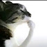 kSfGZ_9O8iY-channel-avatar-EL GATO FILANTROPO 
