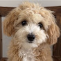 Calia the Maltipoo logo