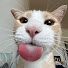 f7IU06AfTm8-channel-avatar-cat.mp4