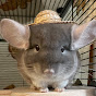 chinchilla_eugene_oregon logo