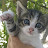 @meowhaba