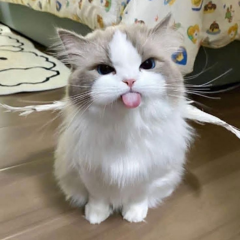 My Cat My Life