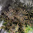 @greenthumbgardening3995