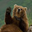 @BearVibes