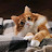 @OmerMokhtar-cp2sn