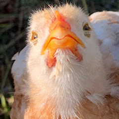 ココラコライフ 北海道 ニワトリ 雑学