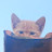 @Drift_Potato402 Avatar