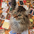 O3m4w6JoTAc-channel-avatar-Catomancy Tarot