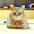 5fShC5--cnE-channel-avatar-猫ッチョファミリー