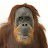 @Orangutan911