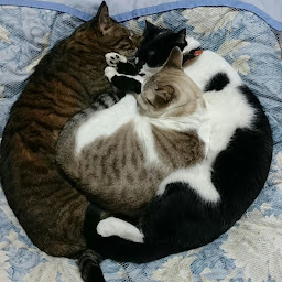 犬猫ほのぼのくみチャンネル