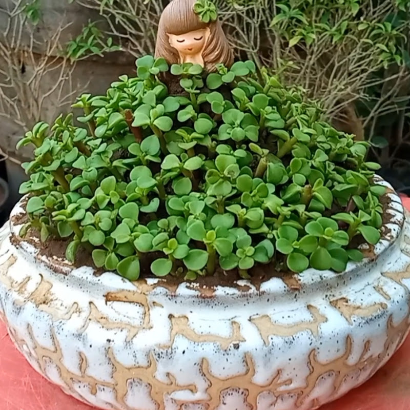 Bodhi Bonsai Nursery Garden: Gardening Landscaping