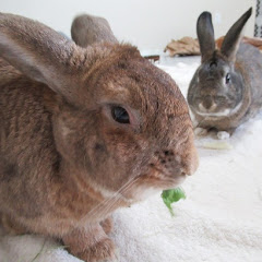 Cinnamon Bun & Morty Avatar