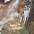 Ayguevd9JYw-channel-avatar-Goat empire Guj