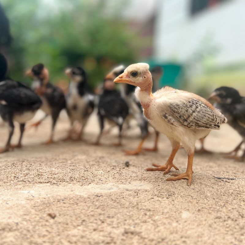 Babu Views 4k