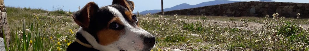 Marmelade Cutest Jack Russell Terrier YouTube channel avatar