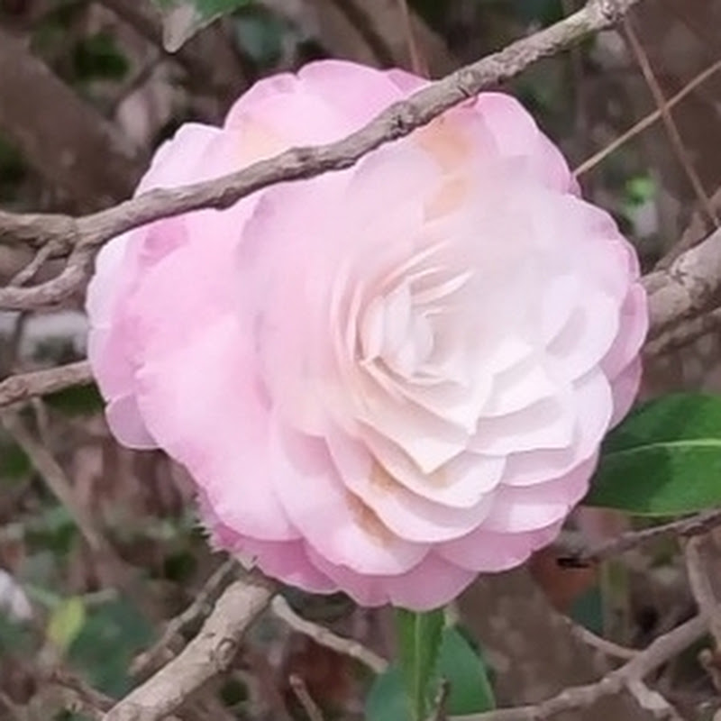 플레이 댄스 모음