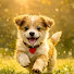v4RaTNJKqZI-channel-avatar-Dog Rescue Home 