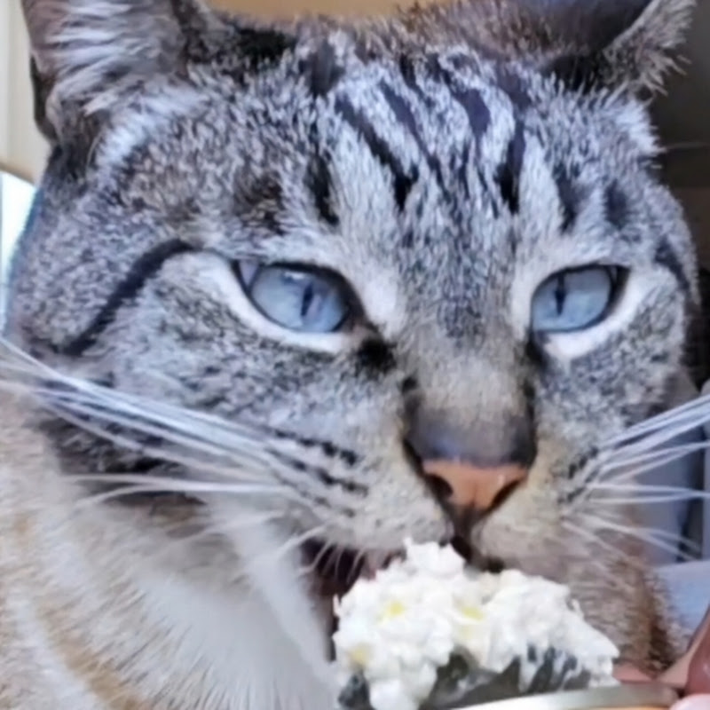 Cat Food Review