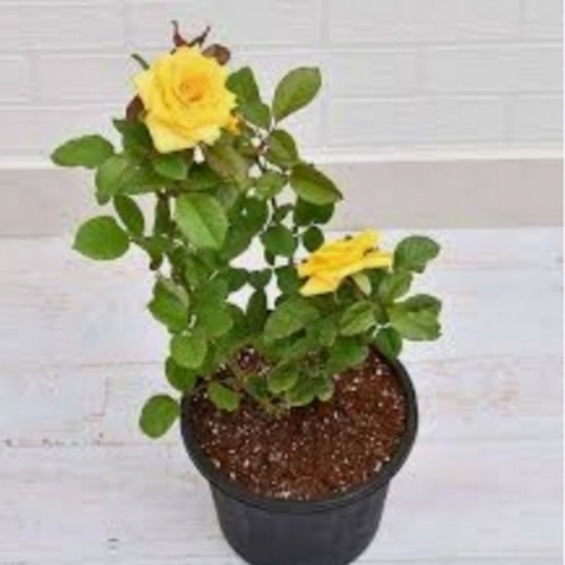 @gardening-ideas