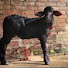 Jusbu4QwYFw-channel-avatar-ALI DAIRY FARM 