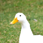 そろそろ旅行 / Solo Solo Travel 