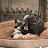 @pibbleguy-8