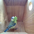 7EPJEg6R3SM-channel-avatar-Live Nest Box Camera 2025 - Loughborough, UK