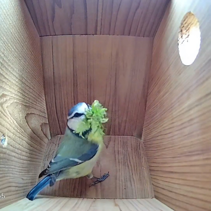 Live Nest Box Camera 2025 - Loughborough, UK