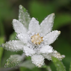 Edelweiss_HT