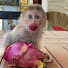 zQCaIyoJ1cw-channel-avatar-Cute Baby Mokey