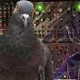 Lido Pigeon