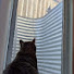 Xz9X4CCWkeo-channel-avatar-Staring At My Ceiling