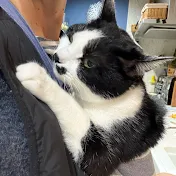 おんぶ猫ムロおんぶが好きすぎる猫
