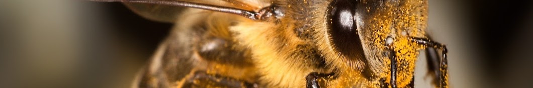 Scottish Beekeepers Association YouTube kanalı avatarı