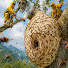 ygKyJ5SbwNA-channel-avatar-Jungle Honey Hunter