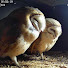 Alpine Owl Box