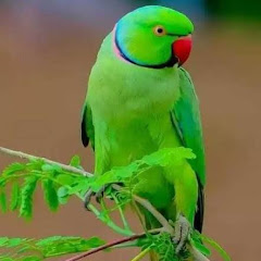 jalpona Chakraborty'