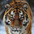 @TIGER-L888