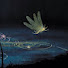 HAVrG4ts_hw-channel-avatar-dollberries♡⋆