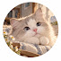 2DmI_SQUXzc-channel-avatar-感動ねこ物語