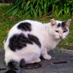 地域猫Gang𓃠アイコン画像