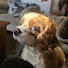 dMFoIrdkTW4-channel-avatar-Moosey