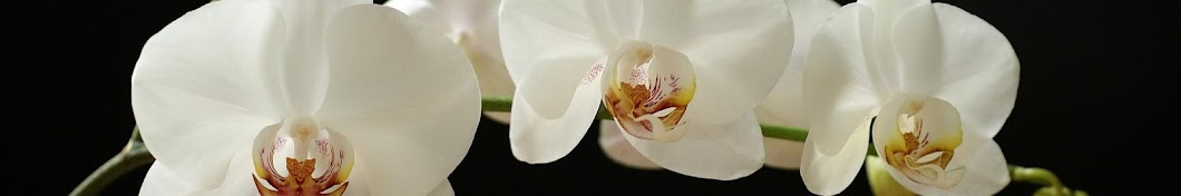 Victoria's Orchids / ÐžÑ€Ñ…Ð¸Ð´ÐµÐ¸ Ð’Ð¸ÐºÑ‚Ð¾Ñ€Ð¸Ð¸ Аватар канала YouTube