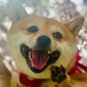 〝焼き鳥屋てら〟看板娘 / 豆柴つくねちゃんねる